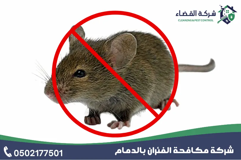 اسعار مكافحة الفئران بالدمام
