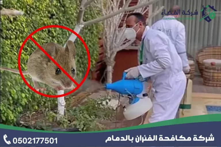 شركة مكافحة الفئران بالدمام