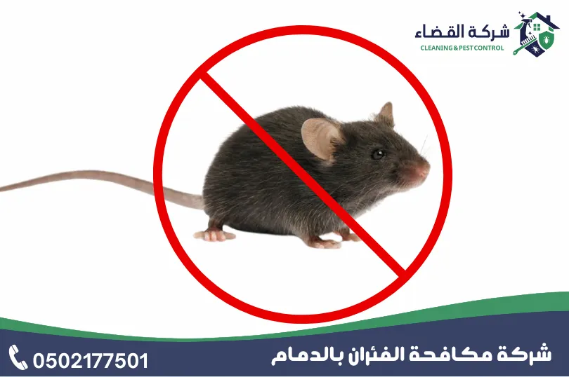 مميزات افضل شركة مكافحة الفئران بالدمام