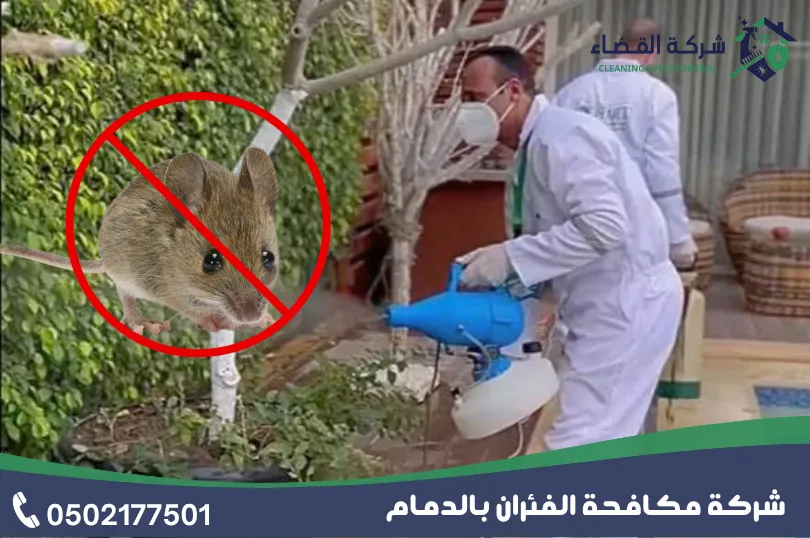 شركة مكافحة الفئران بالدمام